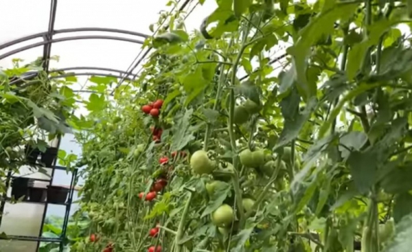 Всего две капли в августе ускорят созревание томатов.